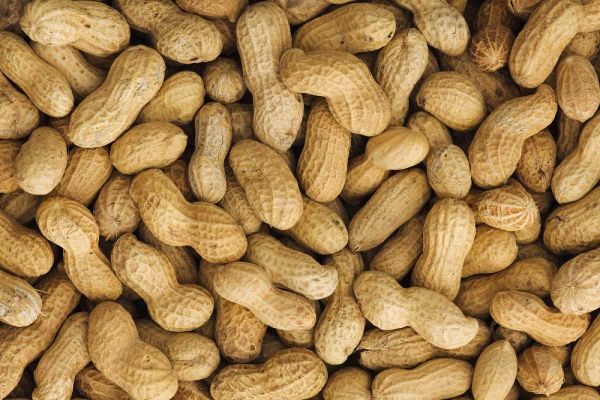 Close-up of unshelled peanuts